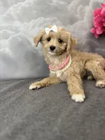 Reduced✨Heart ❤️ DNA/OFA, a female Cavapoo for sale in Norton Shores, MI – Photo 6 of 6