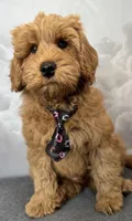 Reduced ✨Black 🖤 DNA/OFA, a male Miniature Goldendoodle for sale in Norton Shores, MI – Photo 3 of 10