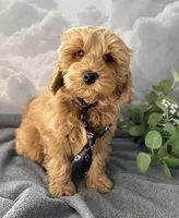 Reduced ✨Black 🖤 DNA/OFA, a male Miniature Goldendoodle for sale in Norton Shores, MI – Photo 2 of 10