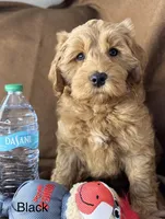 Reduced ✨Black 🖤 DNA/OFA, a male Miniature Goldendoodle for sale in Norton Shores, MI – Photo 6 of 10