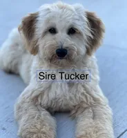 Reduced ✨Black 🖤 DNA/OFA, a male Miniature Goldendoodle for sale in Norton Shores, MI – Photo 10 of 10