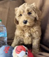 Reduced ✨Black 🖤 DNA/OFA, a male Miniature Goldendoodle for sale in Norton Shores, MI – Photo 8 of 10