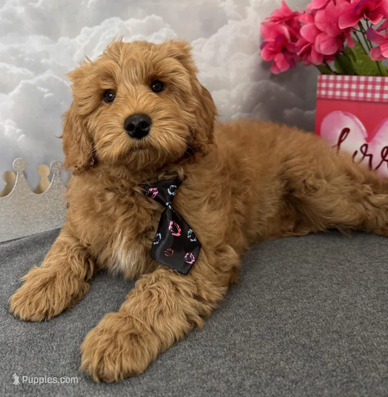 Reduced ✨Black 🖤 DNA/OFA