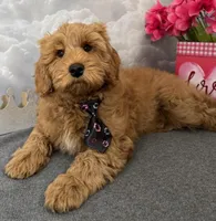 Reduced ✨Black 🖤 DNA/OFA, a male Miniature Goldendoodle for sale in Norton Shores, MI – Photo 1 of 10