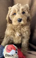 Reduced ✨Black 🖤 DNA/OFA, a male Miniature Goldendoodle for sale in Norton Shores, MI – Photo 7 of 10