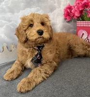 Reduced ✨Black 🖤 DNA/OFA, a male Miniature Goldendoodle for sale in Norton Shores, MI – Photo 4 of 10