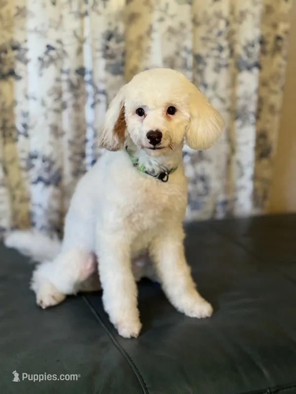 Mister – Cavapoo puppy for sale in Norton Shores, MI