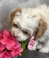 Reduced✨Orange 🧡DNA/OFA, a male Cavapoo for sale in Norton Shores, MI – Photo 3 of 10