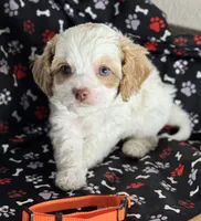 processed/7193ce7d-8c0c-4745-a798-06870f713239/listing/f4f020a7-dc33-4876-8cc6-b8daf3abacc9/59ce6f5f-a1c0-4454-9c67-4670ceaa4a42