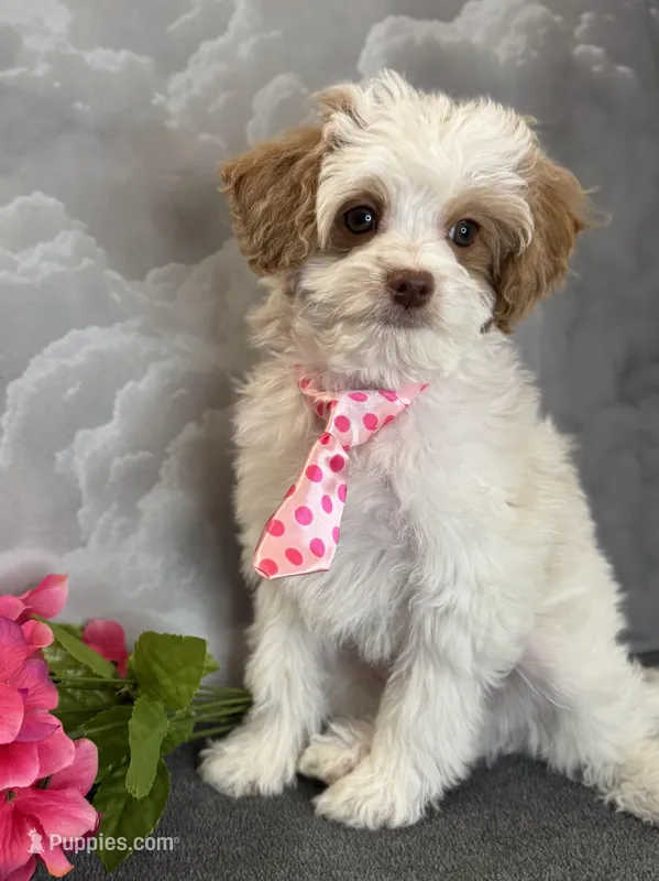 Reduced✨Orange 🧡DNA/OFA