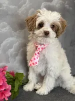 Reduced✨Orange 🧡DNA/OFA, a male Cavapoo for sale in Norton Shores, MI – Photo 1 of 10