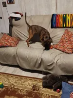 Luna, a female Boxer and Bullmastiff for sale in Burlington, NC – 2 of 7