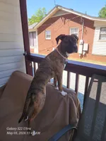 Luna, a female Boxer and Bullmastiff for sale in Burlington, NC – 4 of 7