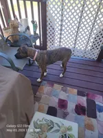 Luna, a female Boxer and Bullmastiff for sale in Burlington, NC – 5 of 7