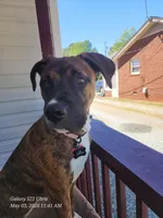 Luna, a female Boxer and Bullmastiff for sale in Burlington, NC – 3 of 7