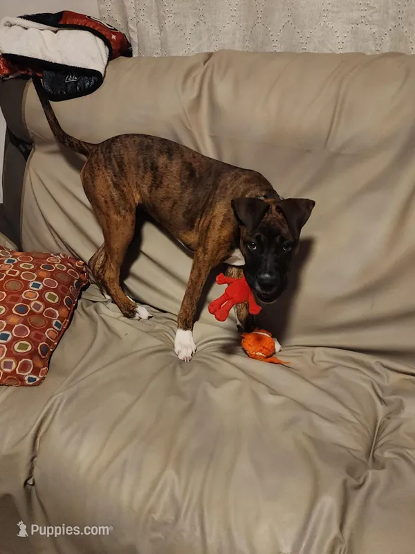 Luna – Boxer, Bullmastiff puppy for sale in Burlington, NC