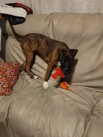 Luna, a female Boxer and Bullmastiff for sale in Burlington, NC – 1 of 7