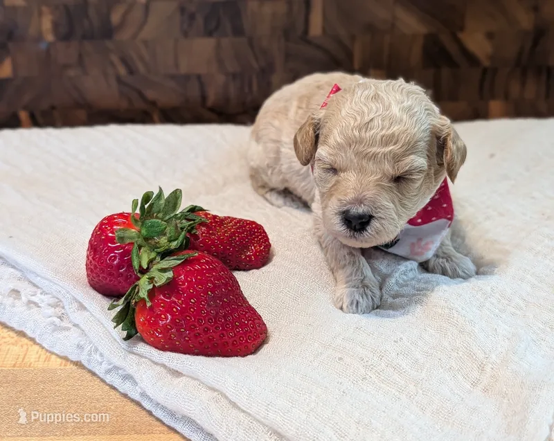 Strawberry – Poodle - Miniature  puppy for sale in Sand Creek, MI