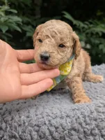 Lemon, a male Poodle - Miniature  for sale in Sand Creek, MI – 3 of 5
