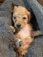 Peach, a female Poodle - Miniature  for sale in Sand Creek, MI – 5 of 5