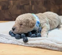 Blueberry, a male Poodle - Miniature  for sale in Sand Creek, MI – 3 of 5