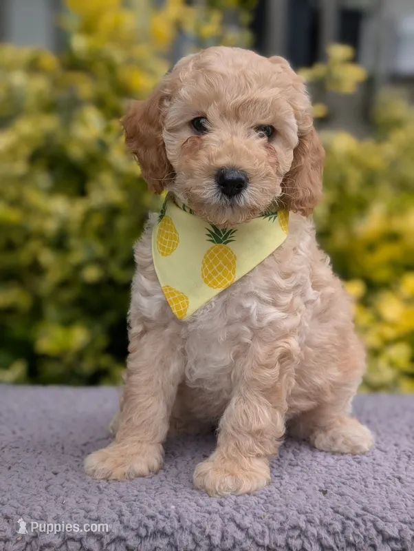 Pineapple  – Poodle - Miniature  puppy for sale in Sand Creek, MI