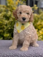 Pineapple , a male Poodle - Miniature  for sale in Sand Creek, MI – 1 of 5