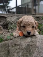 Orange, a male Poodle - Miniature  for sale in Sand Creek, MI – 3 of 3