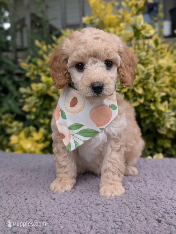 Peach – Poodle - Miniature  puppy for sale in Sand Creek, MI