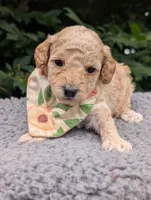 Peach, a female Poodle - Miniature  for sale in Sand Creek, MI – 4 of 5
