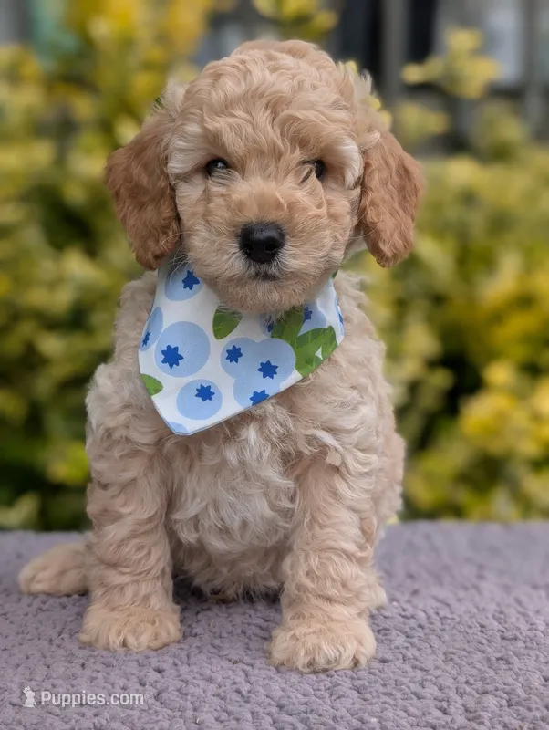 Blueberry – Poodle - Miniature  puppy for sale in Sand Creek, MI