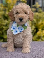 Blueberry, a male Poodle - Miniature  for sale in Sand Creek, MI – 1 of 8