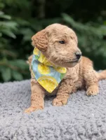 Lemon, a male Poodle - Miniature  for sale in Sand Creek, MI – 4 of 5