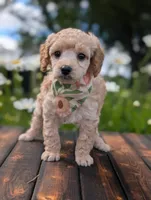 Peach, a female Poodle - Miniature  for sale in Sand Creek, MI – 2 of 5