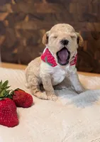 Strawberry, a female Poodle - Miniature  for sale in Sand Creek, MI – 3 of 5