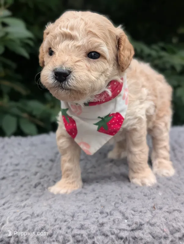 Strawberry – Poodle - Miniature  puppy for sale in Sand Creek, MI