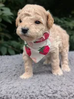 Strawberry, a female Poodle - Miniature  for sale in Sand Creek, MI – 5 of 5