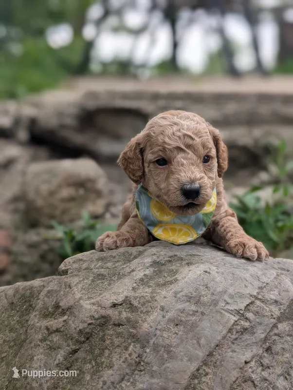 Lemon – Poodle - Miniature  puppy for sale in Sand Creek, MI
