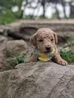 Lemon, a male Poodle - Miniature  for sale in Sand Creek, MI – 1 of 5