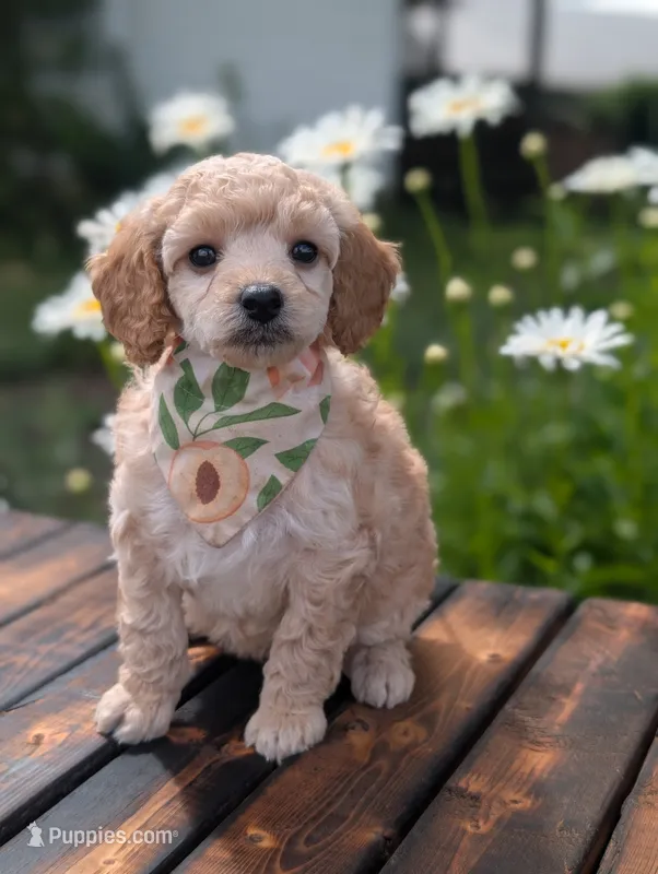 Peach – Poodle - Miniature  puppy for sale in Sand Creek, MI