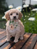 Peach, a female Poodle - Miniature  for sale in Sand Creek, MI – 1 of 5