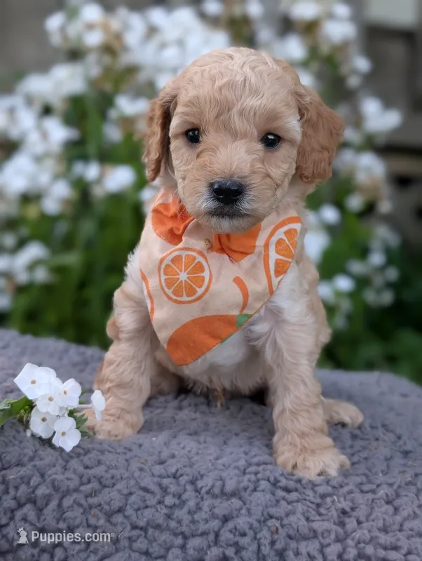 Orange – Poodle - Miniature  puppy on hold in Sand Creek, MI
