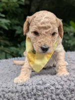 Pineapple , a male Poodle - Miniature  for sale in Sand Creek, MI – 2 of 5