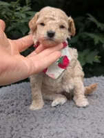 Strawberry, a female Poodle - Miniature  for sale in Sand Creek, MI – 4 of 5