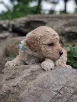 Blueberry, a male Poodle - Miniature  for sale in Sand Creek, MI – 5 of 5