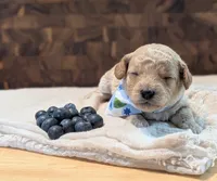 Blueberry, a male Poodle - Miniature  for sale in Sand Creek, MI – 4 of 5