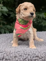 Watermelon , a female Poodle - Miniature  for sale in Sand Creek, MI – 5 of 6