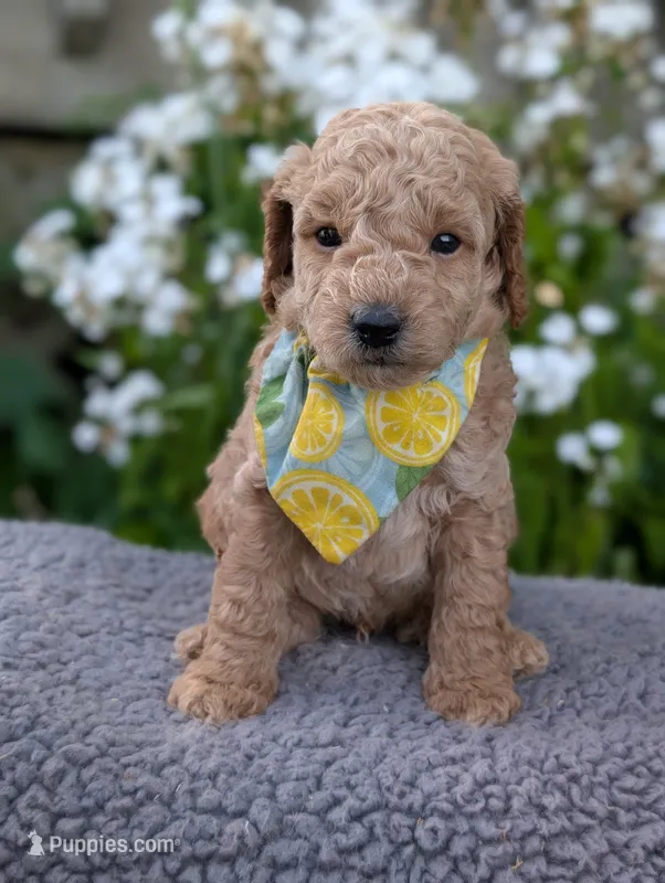 Lemon – Poodle - Miniature  puppy for sale in Sand Creek, MI