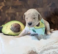 Avacado, a male Poodle - Miniature  for sale in Sand Creek, MI – 4 of 4