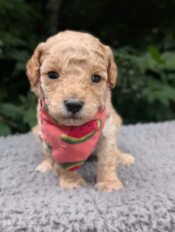 Watermelon  – Poodle - Miniature  puppy for sale in Sand Creek, MI